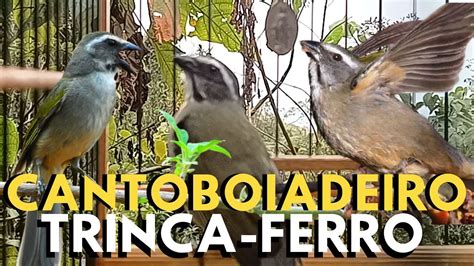 trinca ferro|trinca ferro boiadeiro.